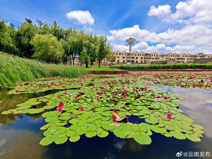 曲靖师宗凤泉湖公园：睡莲绽放 风景别样