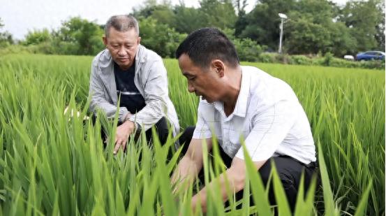 河南罗山：农技服务到田间 助力水稻稳丰收