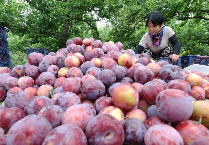 河北晋州：李子成熟季 果农采收忙