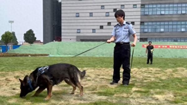 上海警犬大比武，七岁牧羊犬“烈火”获搜捕科目冠军