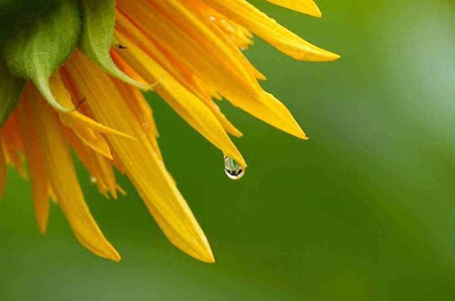 图集｜郑州植物园雨后的向日葵