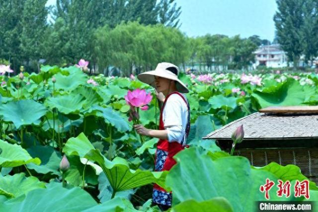 河北邢台北唐村：这个夏天，来品一桌荷花宴