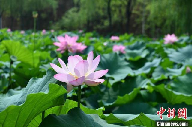 河北邢台北唐村：这个夏天，来品一桌荷花宴