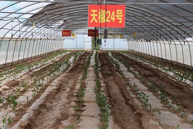 记录中国｜天水麻辣烫爆火背后的“辣味”赢家