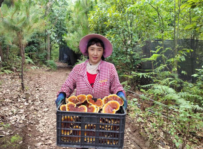 在云南样样好丨深山密林种灵芝，他们这条路越走越敞亮