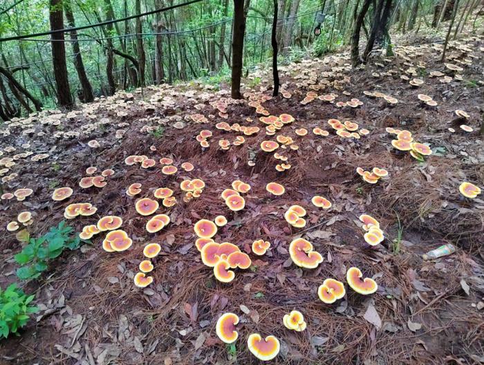 在云南样样好丨深山密林种灵芝，他们这条路越走越敞亮