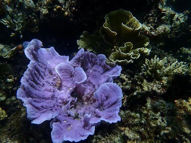 联合调查队在黄岩岛潟湖内拍摄的造礁石珊瑚(来源:生态环境部)