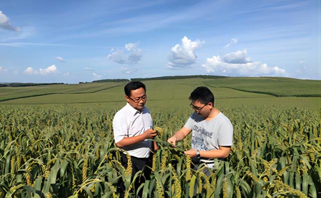 “龙江小米”获得国家地理标志产品认定