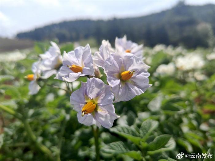 曲靖会泽布卡村：千亩马铃薯花海庆丰年