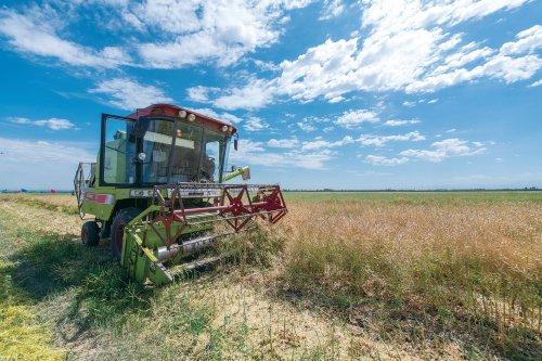 华中农大耐盐碱抗旱油菜新品种迎丰收