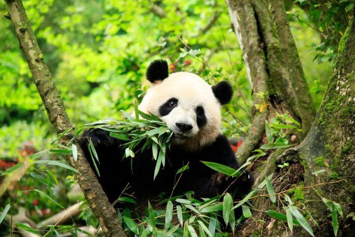 听大熊猫讲它们与都江堰的不解之缘