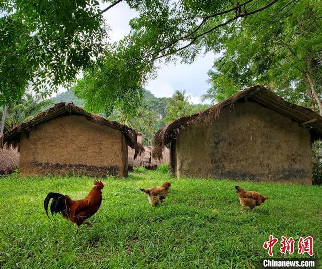 中国传统村落海南白查村黎族船型屋开启修缮工作