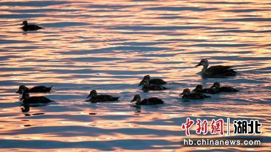 湖北老河口：落日余晖映晚霞