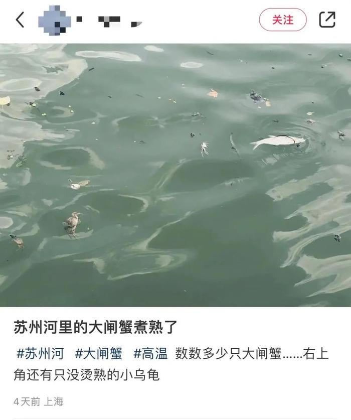 上海太热，苏州河的大闸蟹被“煮熟”了？回应来了​