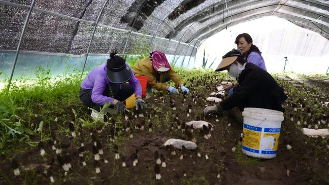 肃南：羊肚菌喜迎丰收 特色种植开出“致富伞”