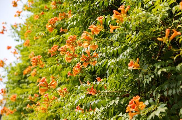 山西襄汾：盛夏凌霄花夺目绽放