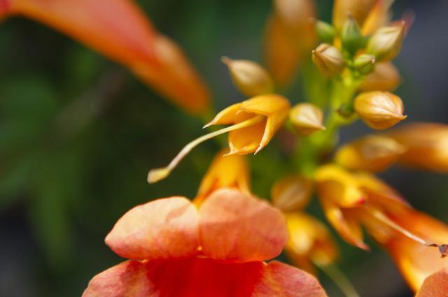 山西襄汾：盛夏凌霄花夺目绽放