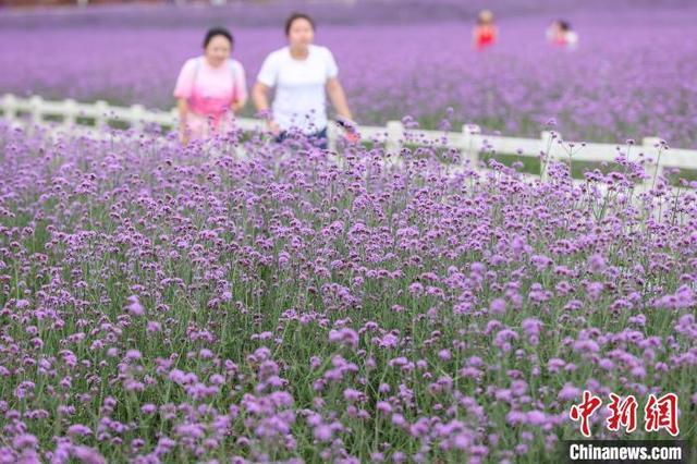 贵阳花溪“紫色花海”引游人