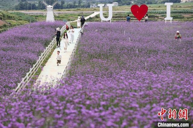 贵阳花溪“紫色花海”引游人