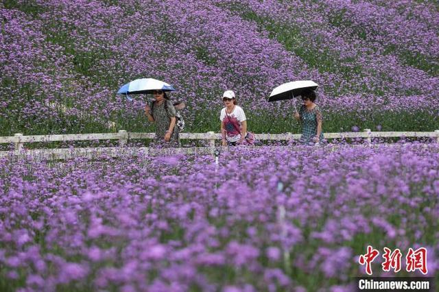 贵阳花溪“紫色花海”引游人