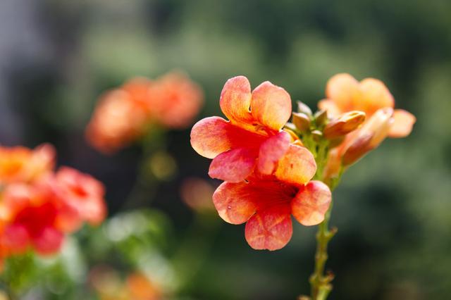 山西襄汾：盛夏凌霄花夺目绽放