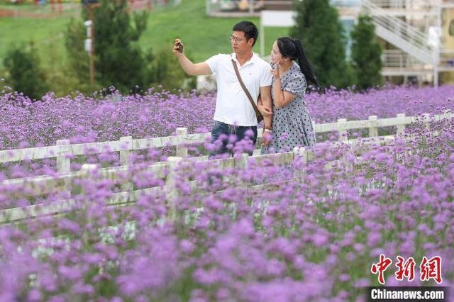 贵阳花溪“紫色花海”引游人