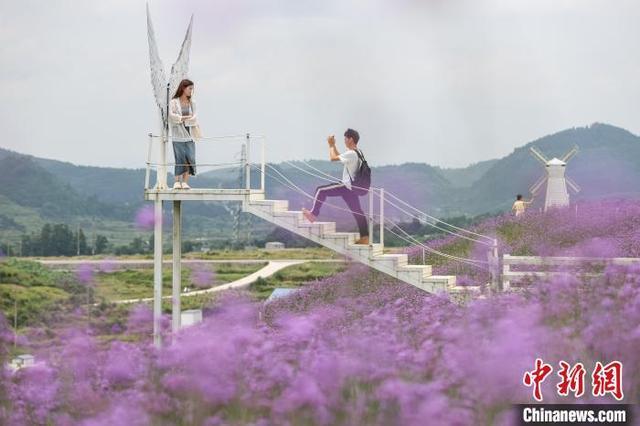 贵阳花溪“紫色花海”引游人