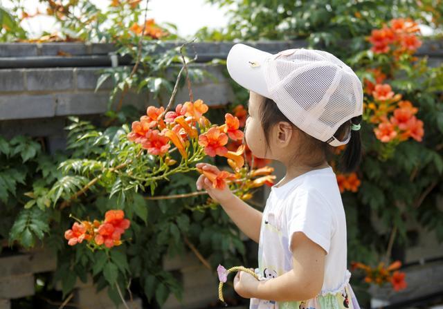 山西襄汾：盛夏凌霄花夺目绽放