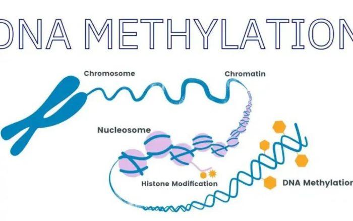 巨头纷纷加码，表观遗传学护肤或成科研新方向