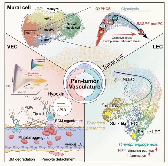 覆盖31种癌症类型！这份脉管细胞全球最大图谱，重大造→