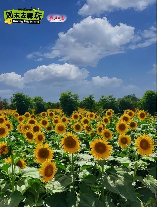 在郑州，误入梵高的油画世界！