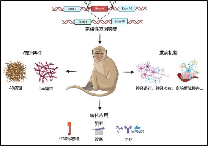 阿尔茨海默病研究迎来新进展：新型精准猴模型建立