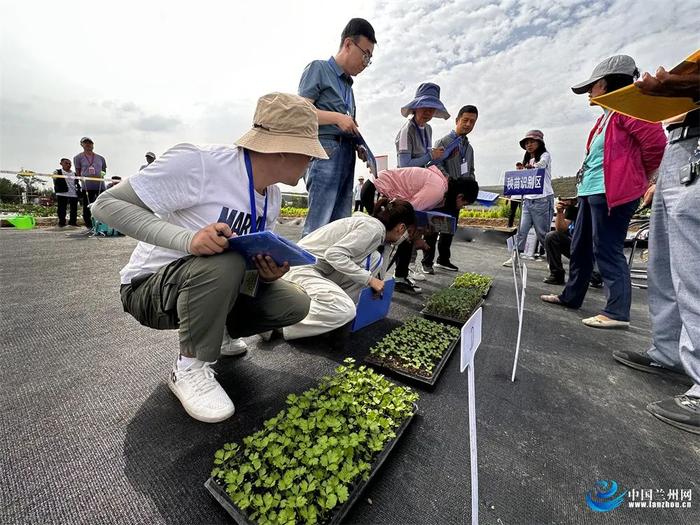 22支代表队230余名选手同台竞技 2024年甘肃省百万职工劳动和技能竞赛“高原夏菜生产管理（蔬菜园艺工）”省类一级决赛举行