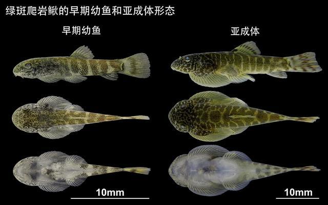 上海高校团队发现俩稀有鱼类新物种，仅分布于广西、云南地区