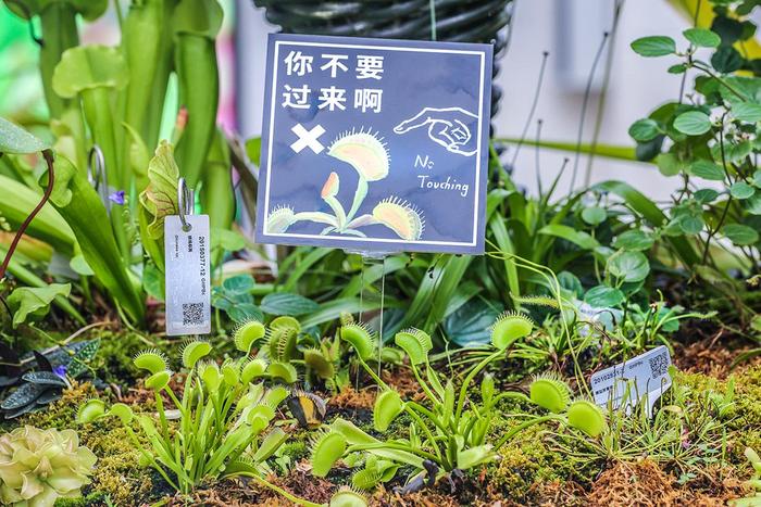 植物也吃“荤”！这里展出近120种食虫植物，捕虫方法揭秘