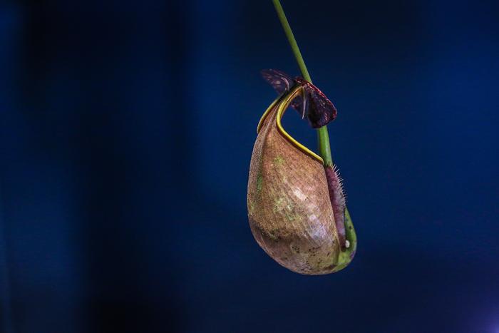 植物也吃“荤”！这里展出近120种食虫植物，捕虫方法揭秘