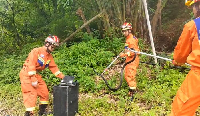 危险！20枚蛇蛋正在孵化…云南一路边竹林发现两条眼镜王蛇