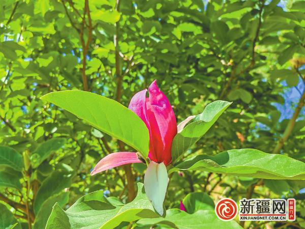 【爱新疆 游家乡】乌鲁木齐市植物园玉兰花开二度