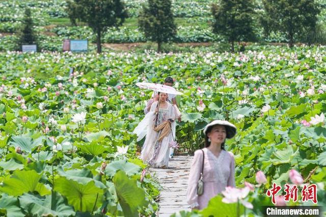 “中国莲花第一村”江西广昌姚西村：盛夏时节满池莲花开