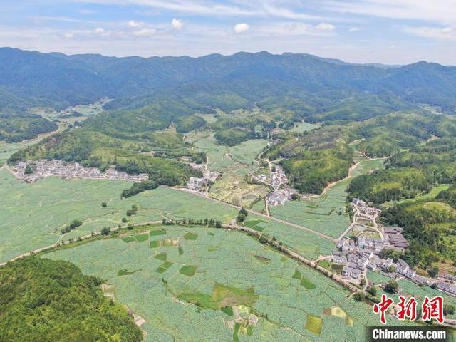 “中国莲花第一村”江西广昌姚西村：盛夏时节满池莲花开