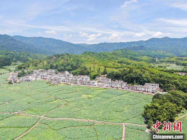 “中国莲花第一村”江西广昌姚西村：盛夏时节满池莲花开