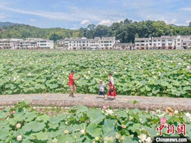 “中国莲花第一村”江西广昌姚西村：盛夏时节满池莲花开