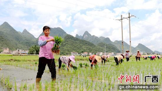 广西平乐：水稻制种插秧忙