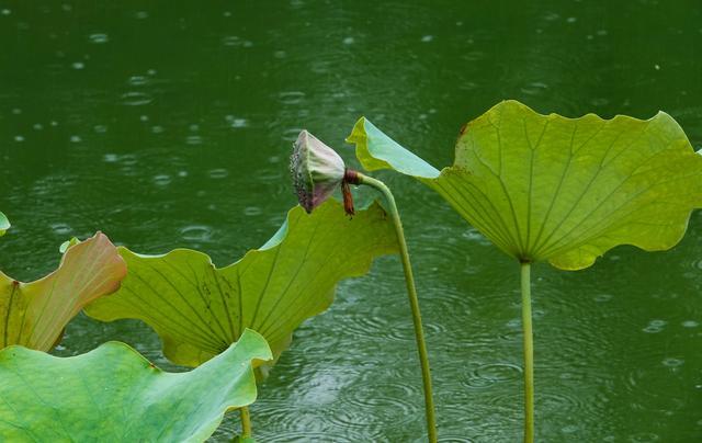 郑州又迎降雨 南环公园如烟雨江南