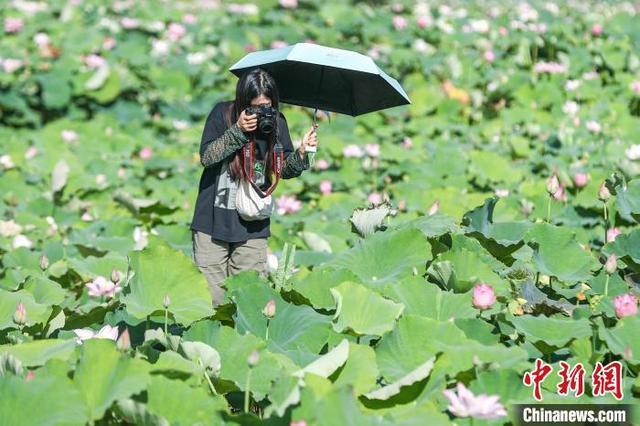 江西广昌：娇艳红莲开满池 莲农采莲游人赏莲