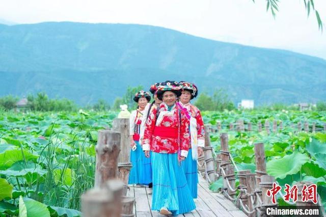 云南永胜万亩荷花盛开迎客来