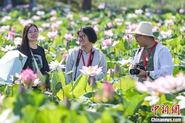 江西广昌：娇艳红莲开满池 莲农采莲游人赏莲