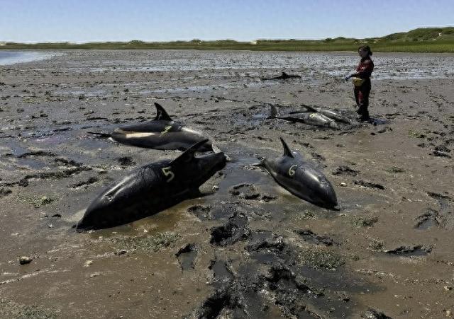 美国发生大规模海豚搁浅事件，146只海豚在马萨诸塞州科德角搁浅