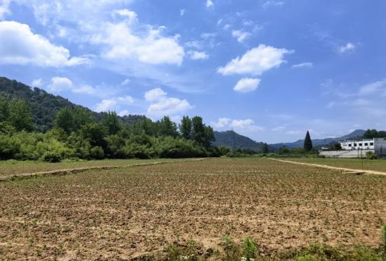 宣城旌德：撂荒地变身“希望田”