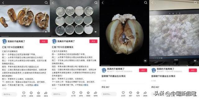 长蘑菇的苹果意外成网红，中国科学院这么说……